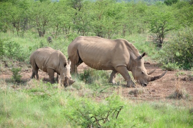 A rhino with its baby
